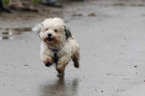 lb1d4759 grennderung