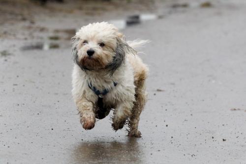 lb1d4761 grennderung