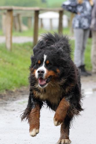 lb1d4770 grennderung