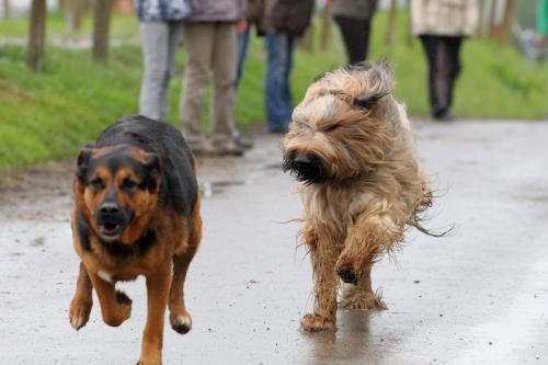 lb1d4775 grennderung