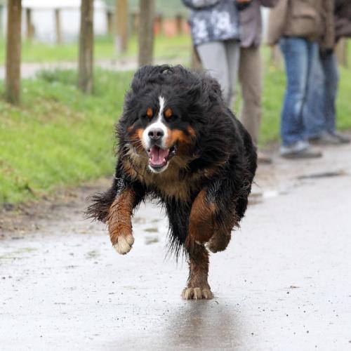 lb1d4781 grennderung