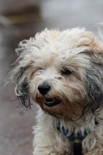 lb1d4786 grennderung